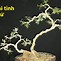 Cách Tạo Dáng Cho Cây Sung Bonsai