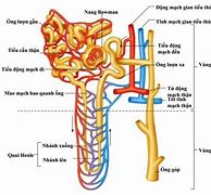 Thận Nằm Ở Đâu Của Cơ Thể